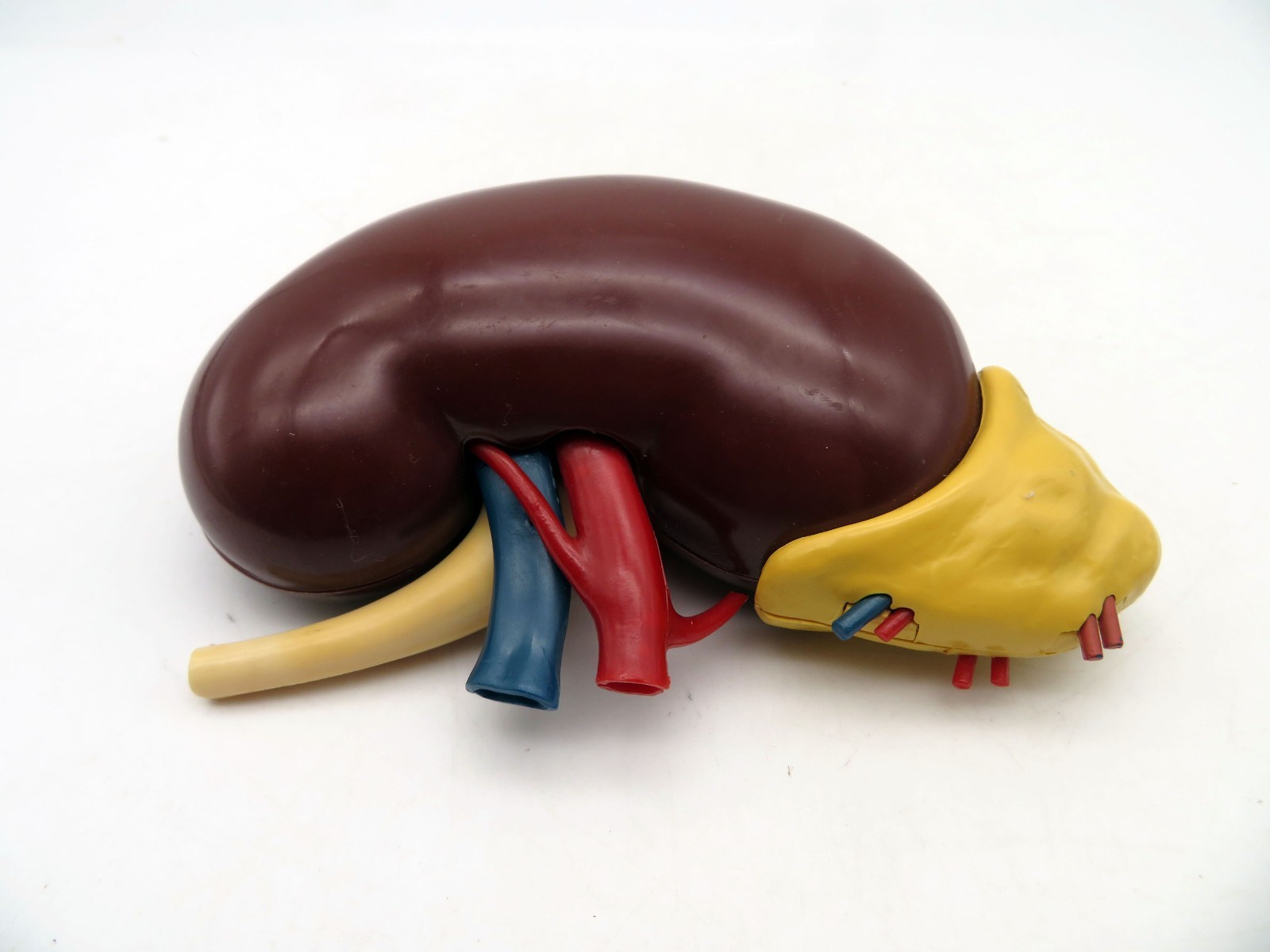Vintage 1961 Merck & Co Pharmaceuticals Plastic Model Human Kidney Organ 5″