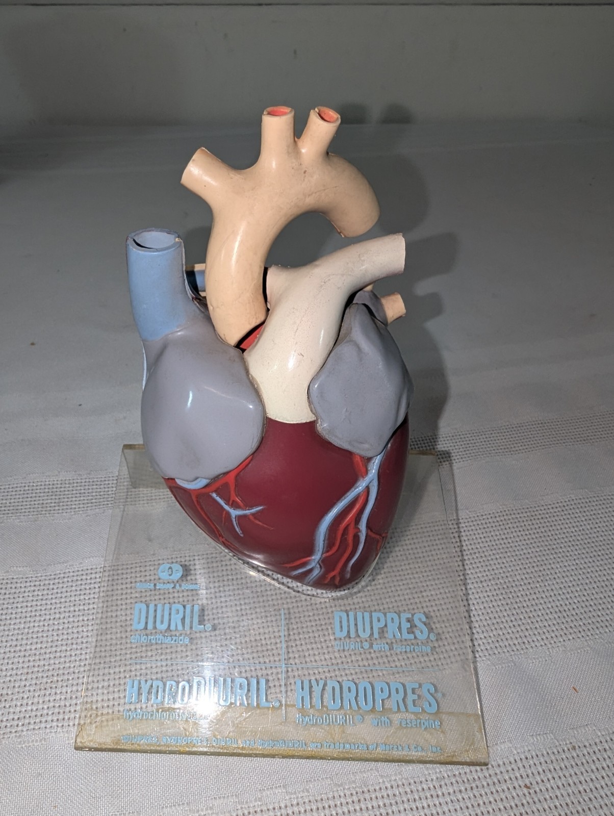 1960s Merck Pharmaceutical Advertising Model “Hydrodiuril Hydropres” Model