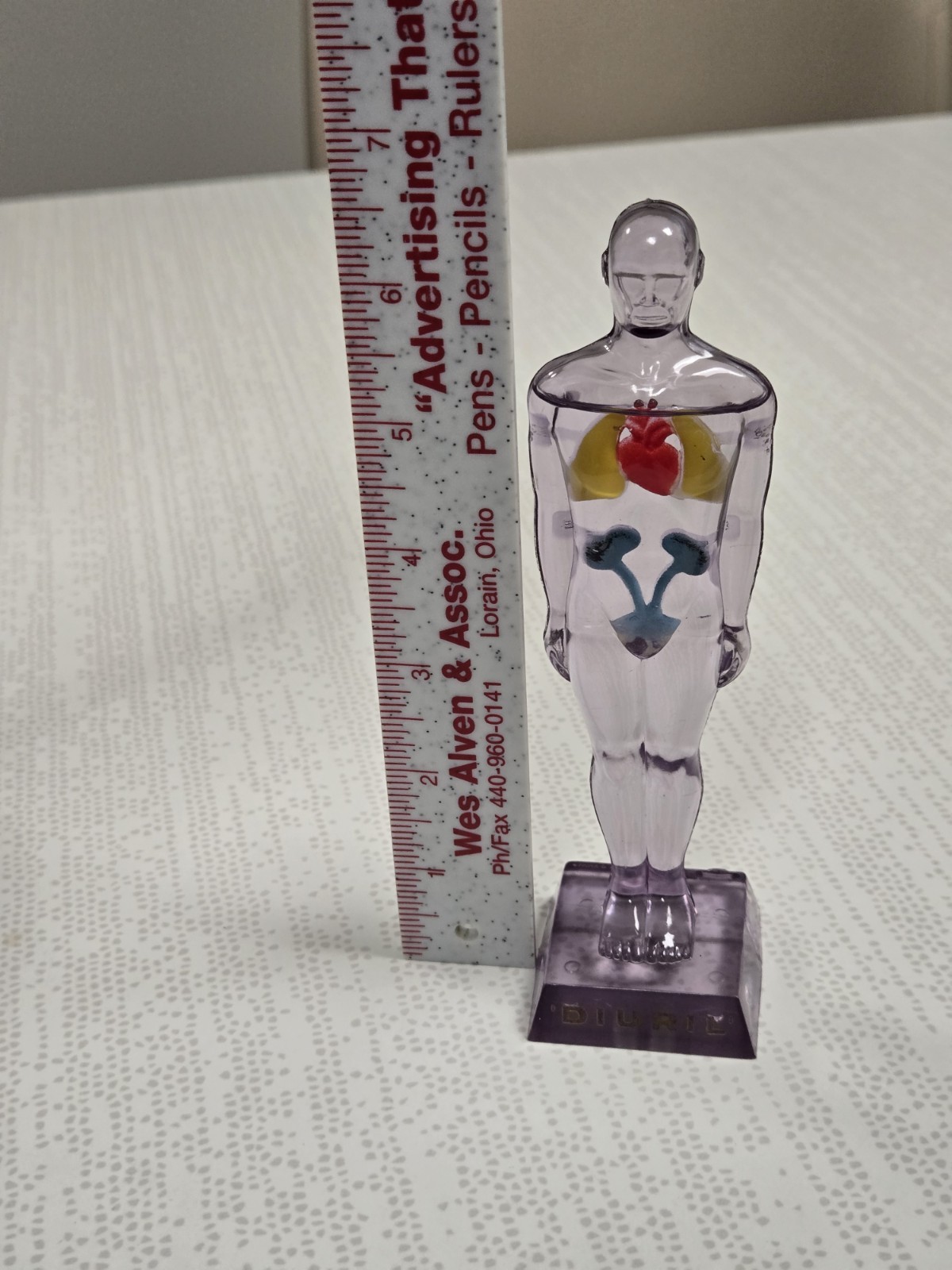 Vintage Diuril Hydro Male Medical Anatomy, 6.5″