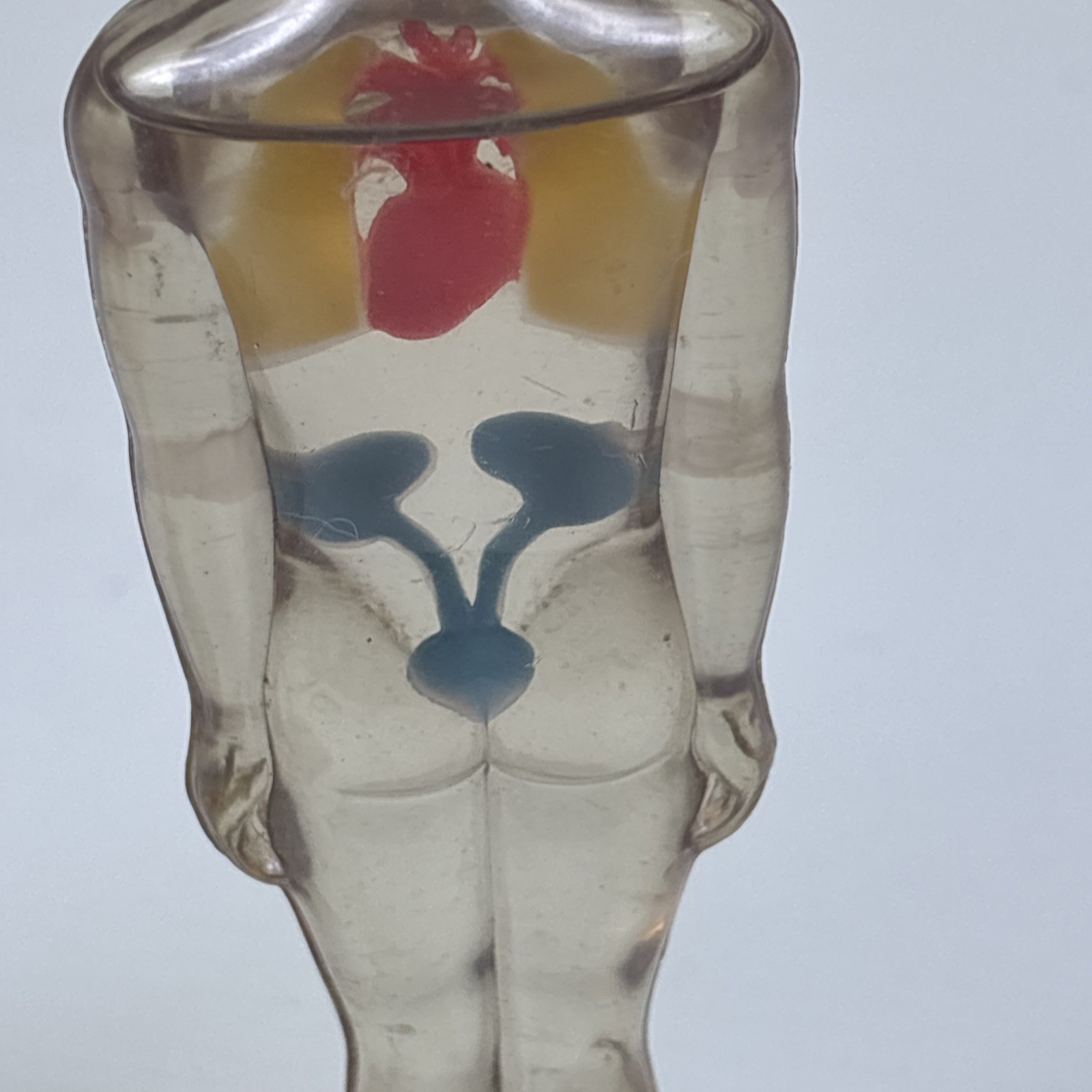 Vintage Diuril Hydro Male Medical Anatomy, 6.5″ Female Waist Measurement Rep