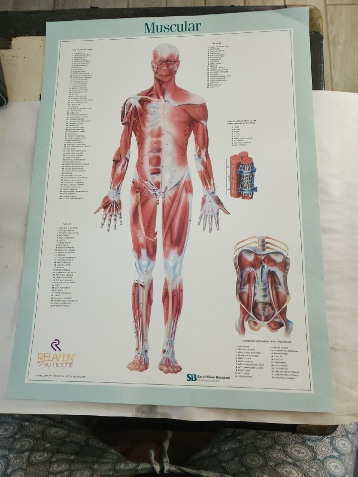 Vintage SmithKline Beecham Pharmaceuticals Medical Charts Poster 19″ x 14″