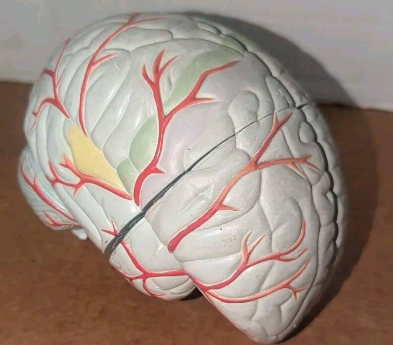 Lucite Head Skull Brain Model Medical Pharmaceutical Science Display – SEROQUEL