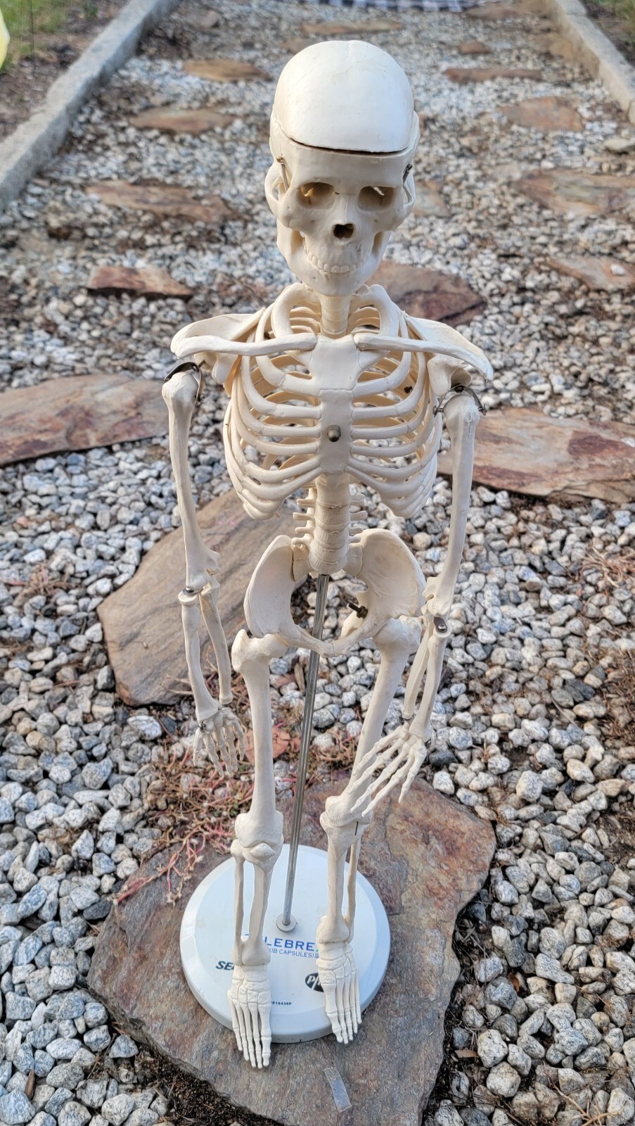 Teaching Display Medical Anatomical Model Skeleton 33” w/ Base Celebrex Pfizer