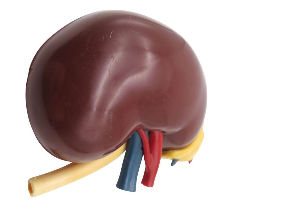 Vintage 1961 Merck & Co Pharmaceuticals Plastic Model Human Kidney Organ 5″