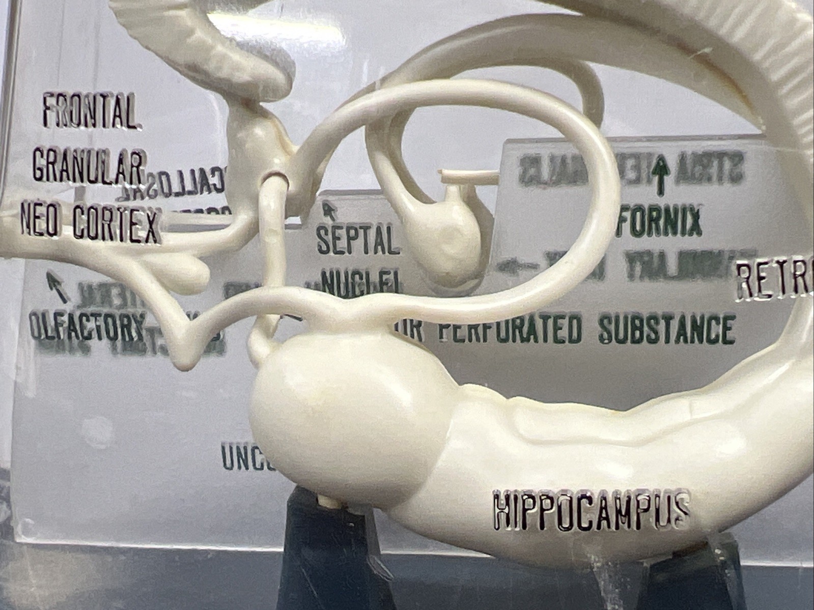 Vintage Librium Brain Anatomical Model Roche Laboratories Libritabs c1950s RARE