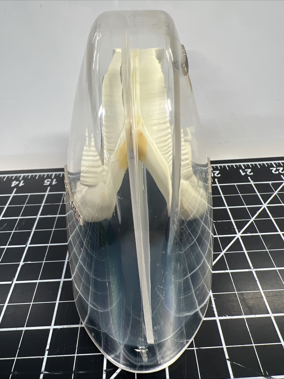 Vintage Librium Brain Anatomical Model Roche Laboratories Libritabs c1950s RARE