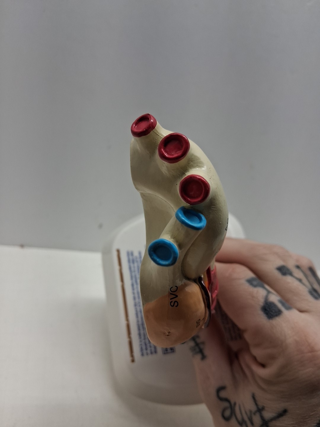 Altace Pharmaceutical Heart Diagram Display, Ramipril Capsules, Promotional
