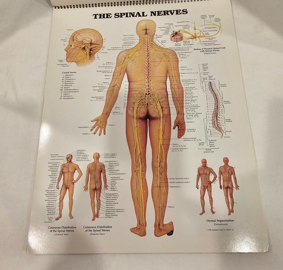 Vintage BURROUGHS WELLCOME CO Zovirax Anatomic Atlas Free Standing 1994