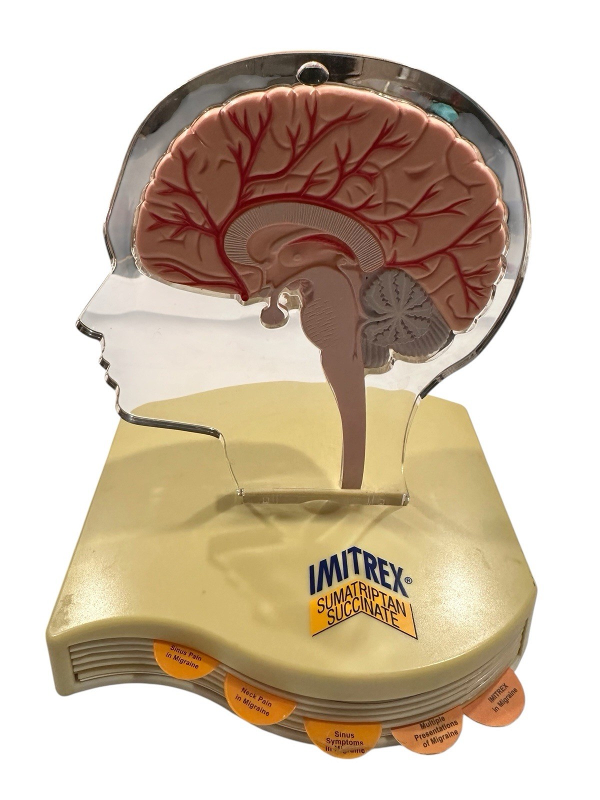 Imitrex Anatomical Head With Brain on base Medical Advertising Display