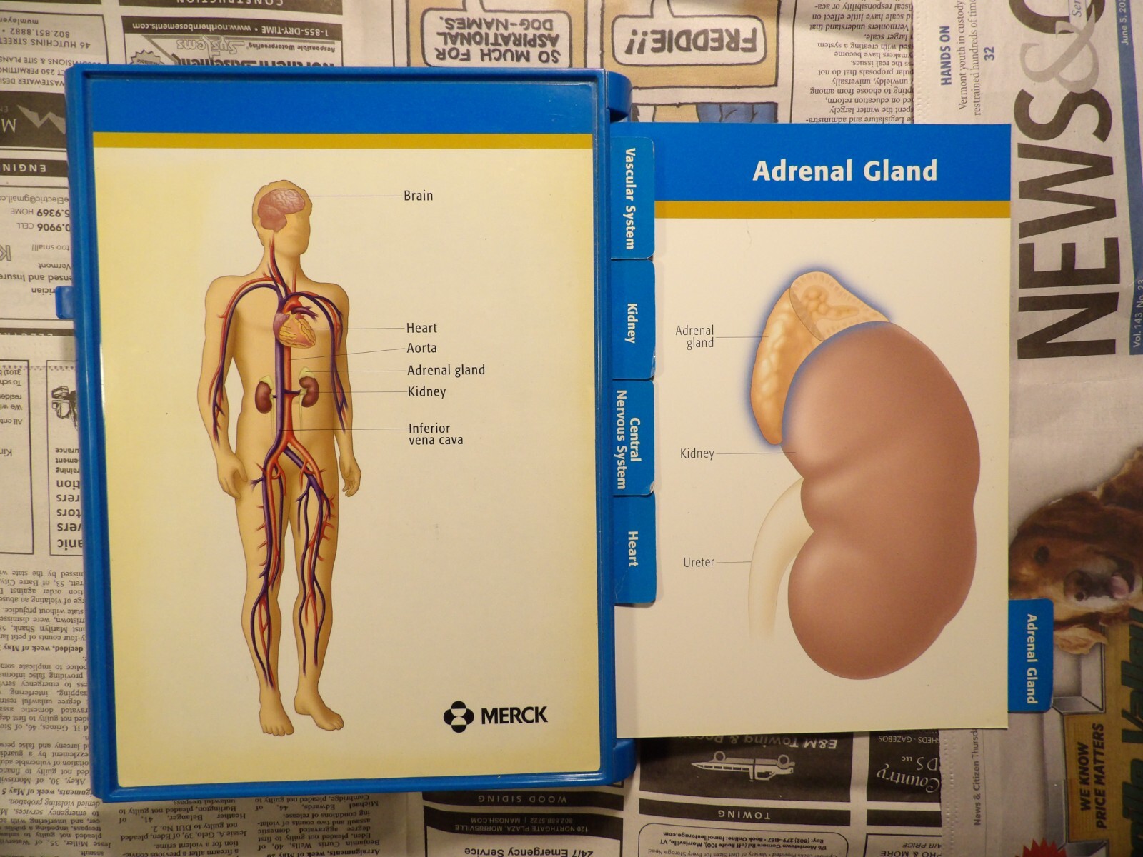 2004 Merck Cozaar Display