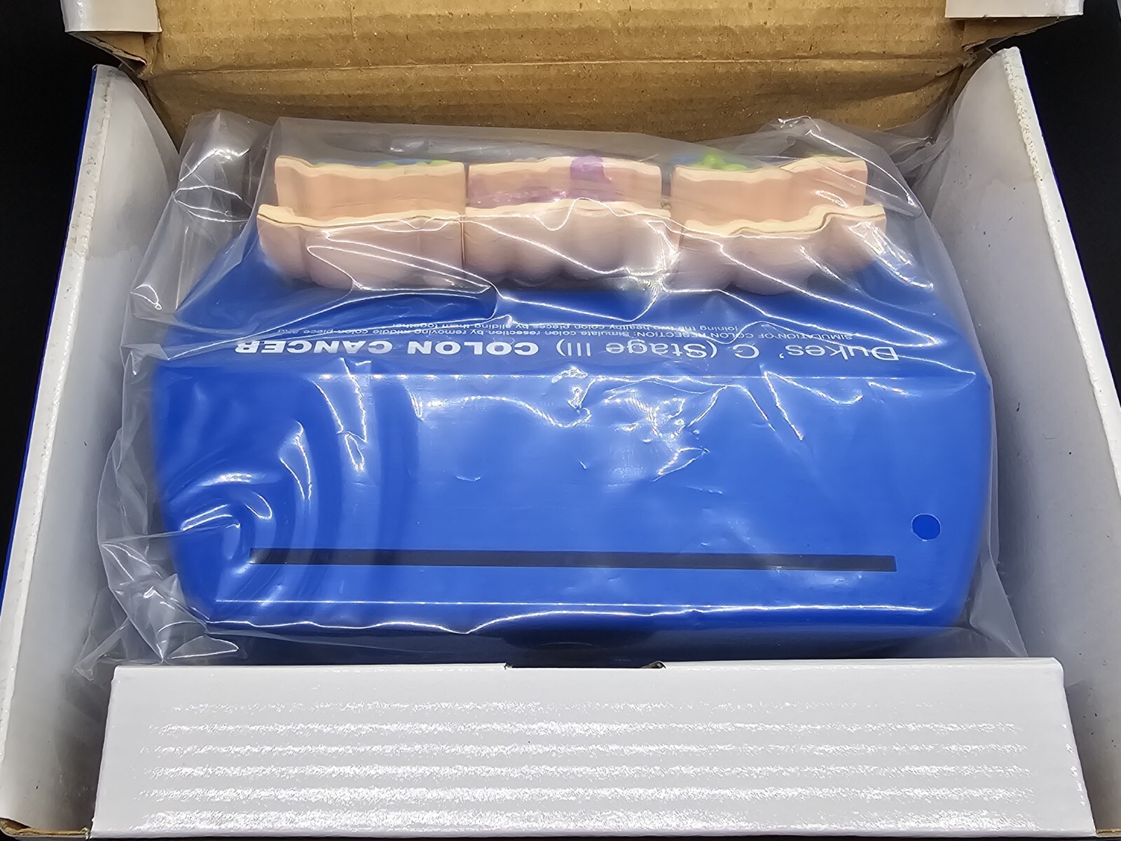NIB Roche Pharmaceutical Xeloda Colon Cancer Anatomical Model & Chart Display