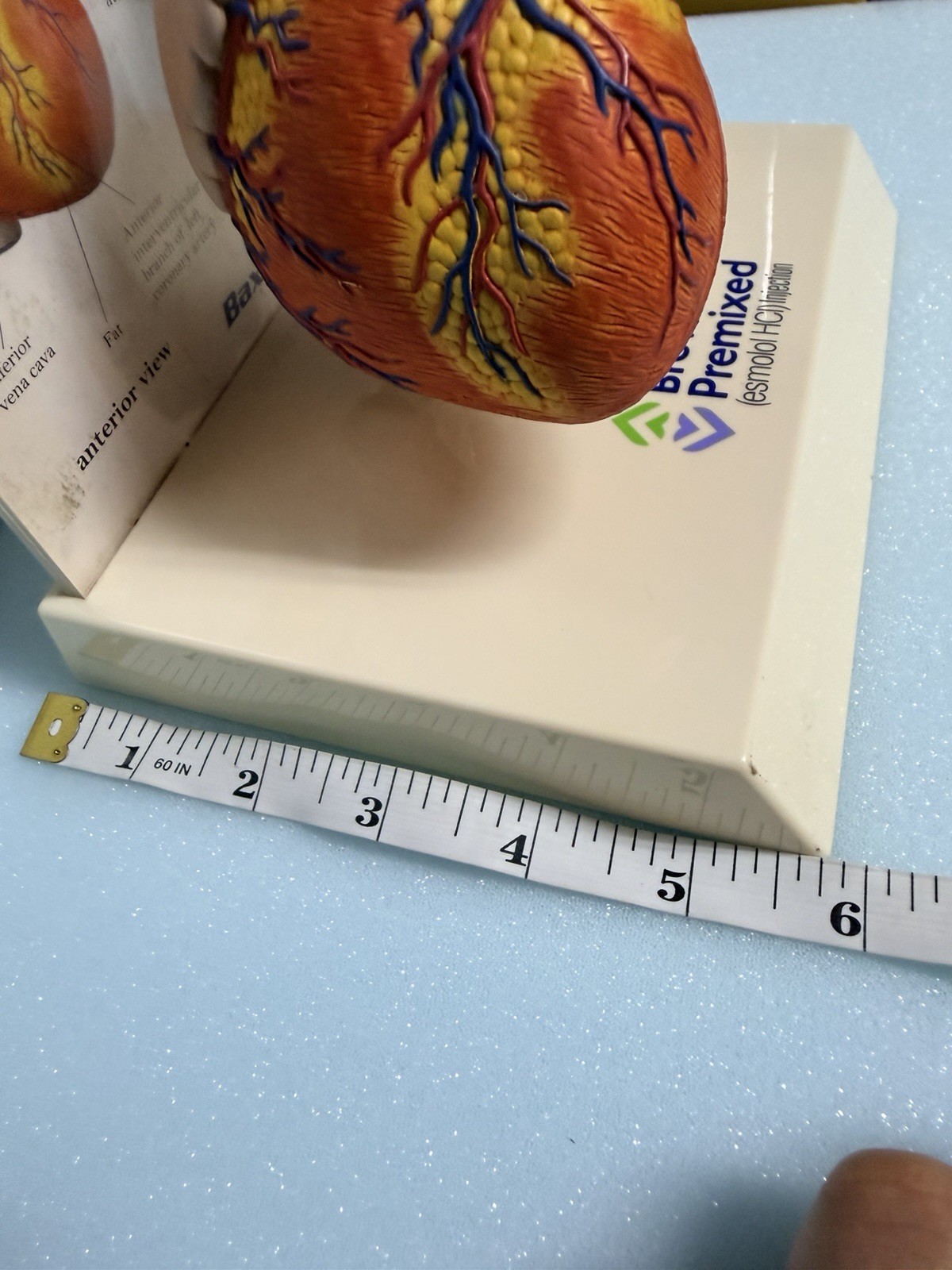 Heart Anatomy Display-drug Advertising-brevibloc-oddity