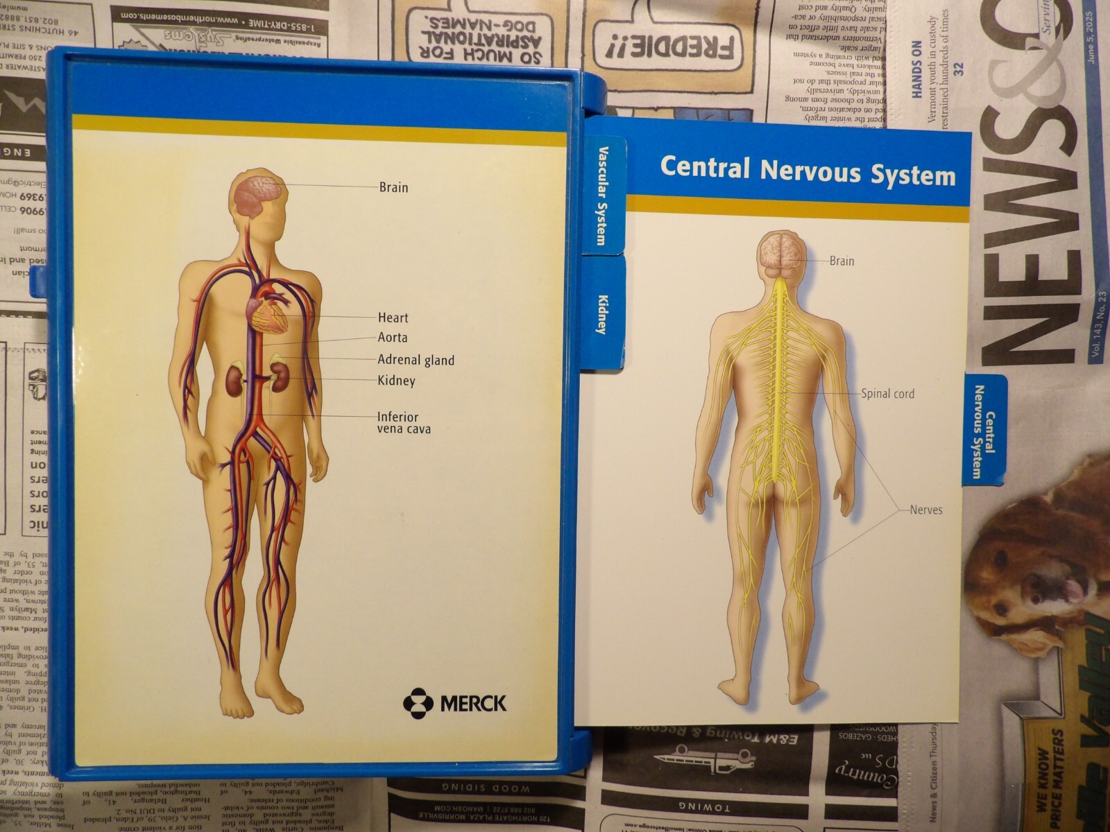 2004 Merck Cozaar Display