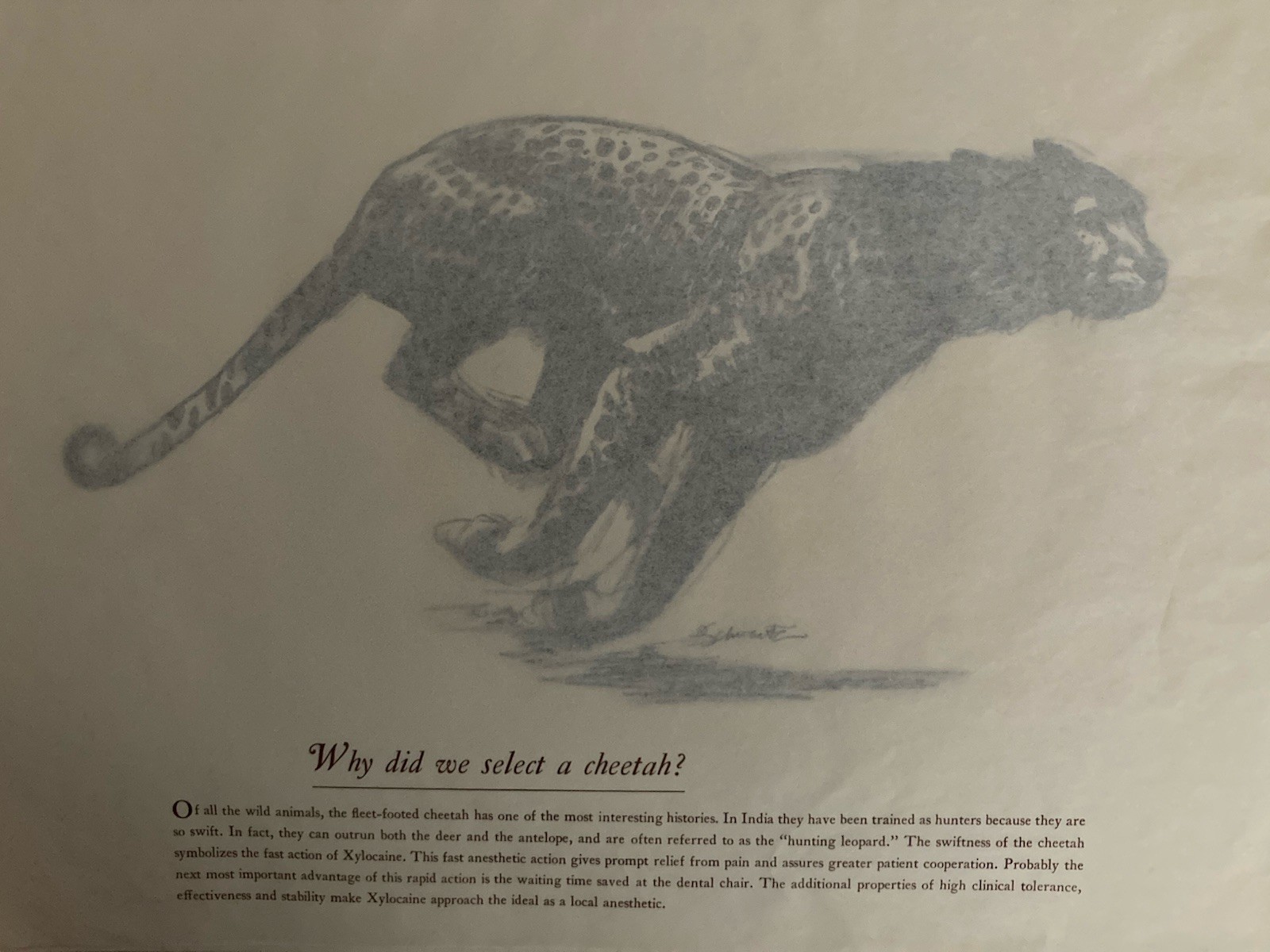 Astra Pharmaceutical 10th Anniversary Animal Prints Xylocaine D. Schwartz 1950s