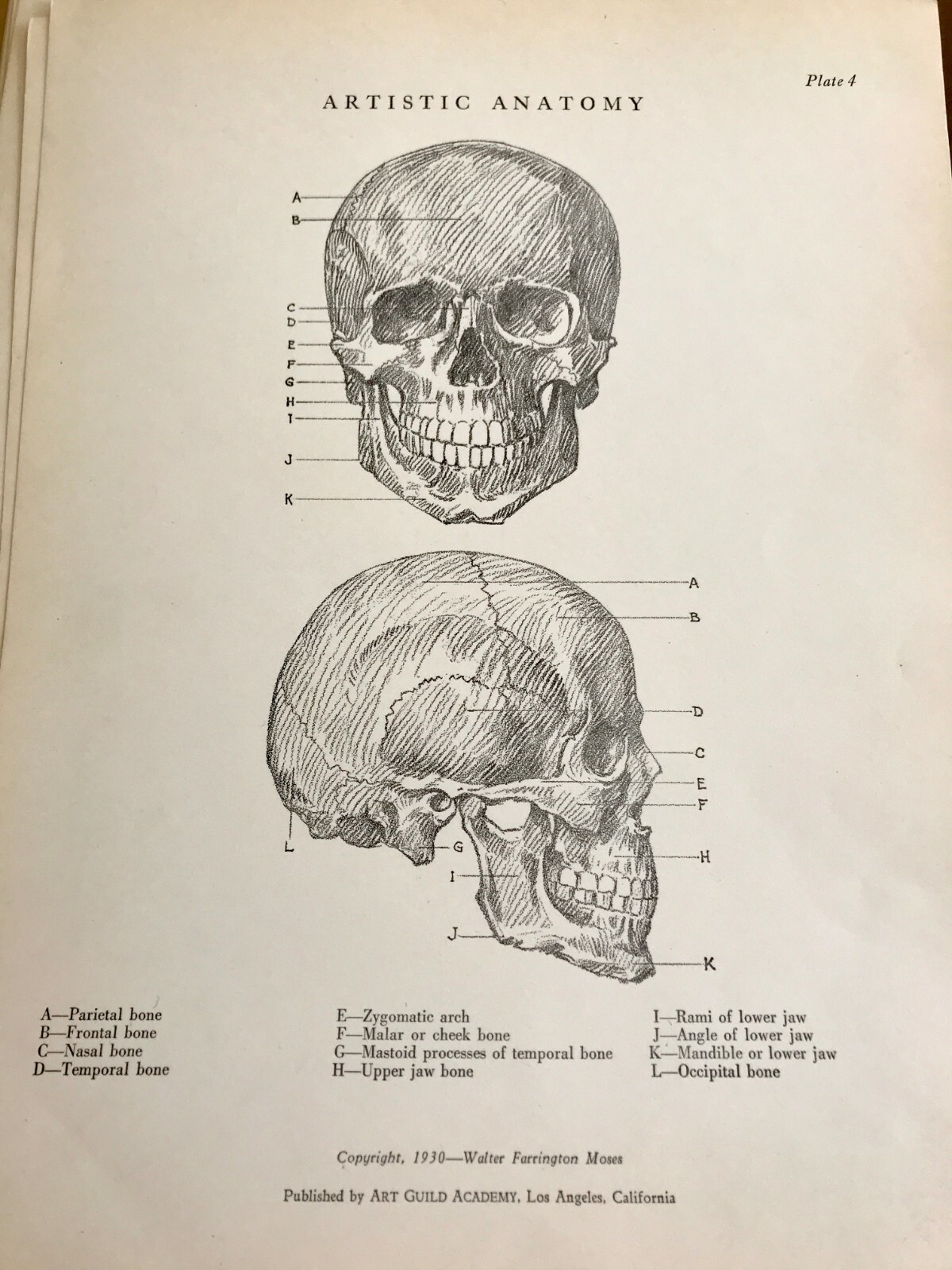 1930 Anatomical drawing Set Of 50 “Plates” From The Art Guild Academy Of LA