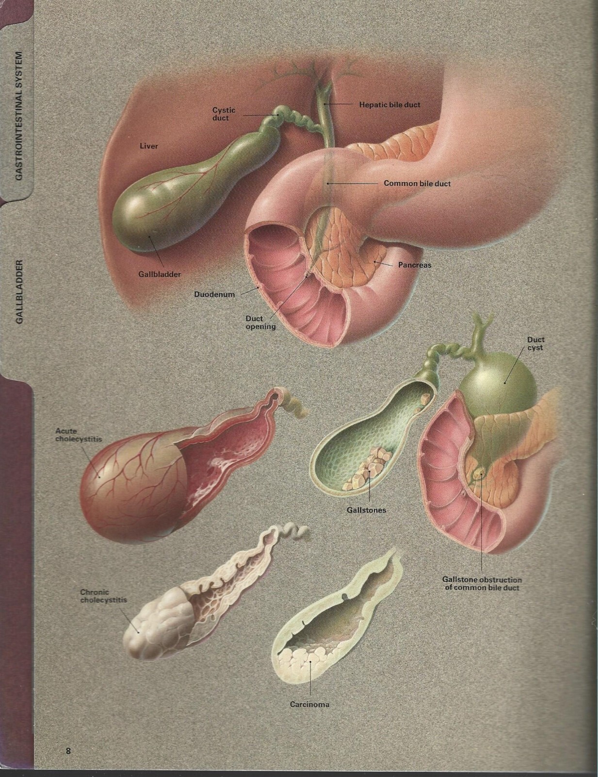 Eli Lilly & Co. Pharmacy Collectible Digestive System Patient Illustrator 1992