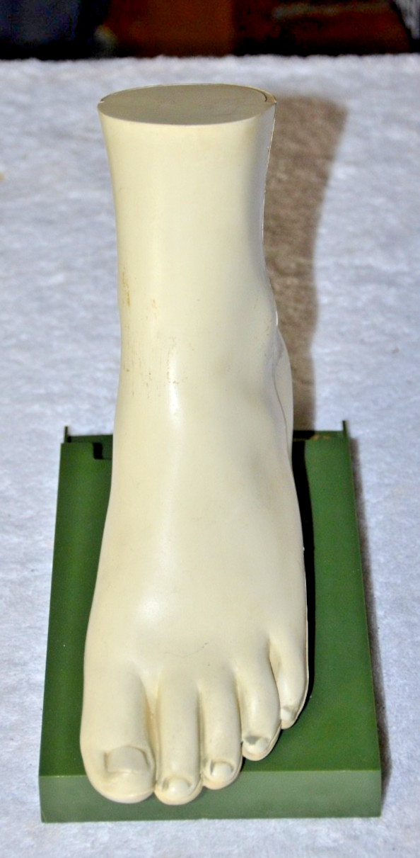 c1960s MEDICAL MODEL Anatomical FOOT Muscles Bones Dohme Indocin