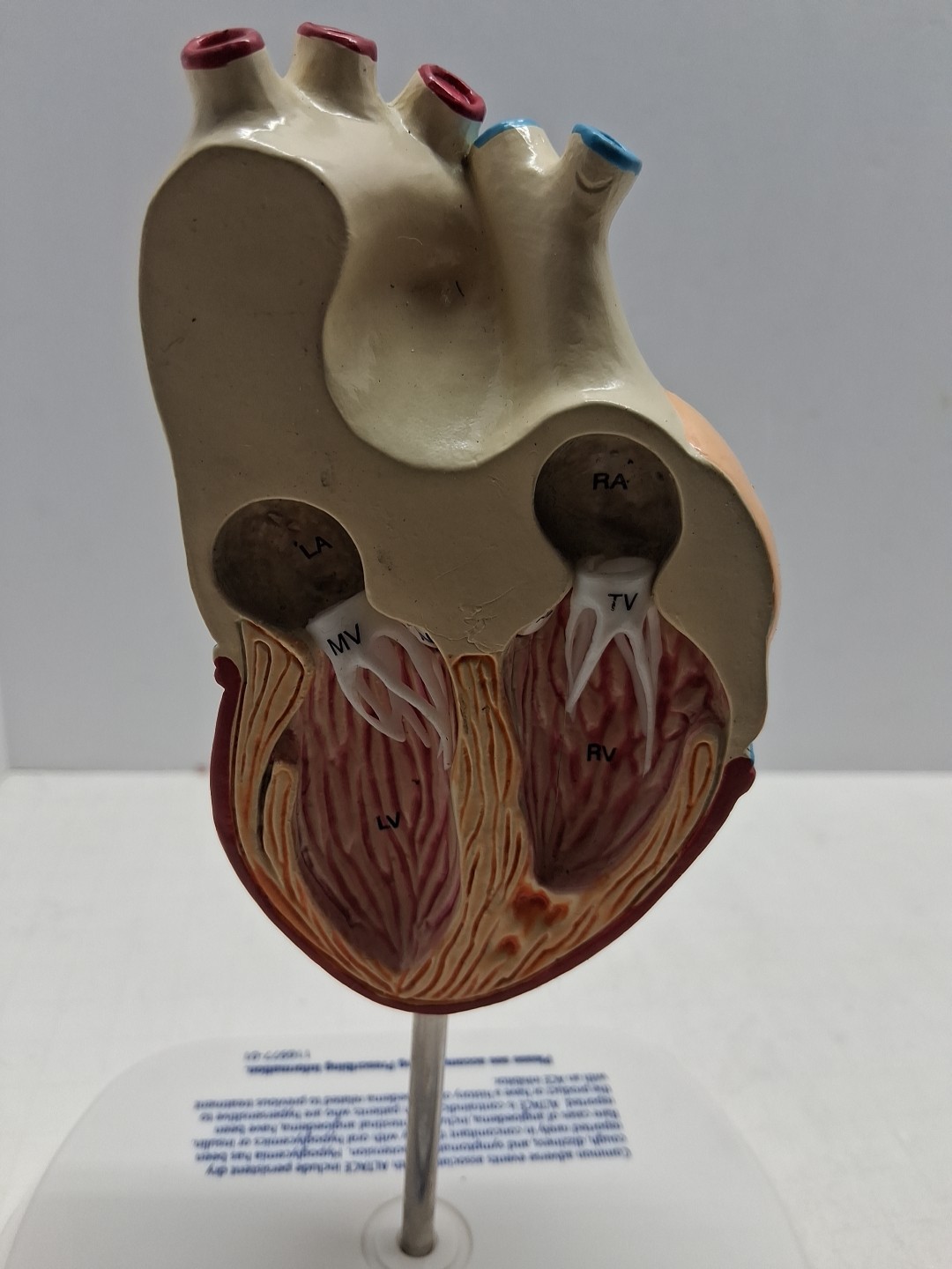 Altace Pharmaceutical Heart Diagram Display, Ramipril Capsules, Promotional