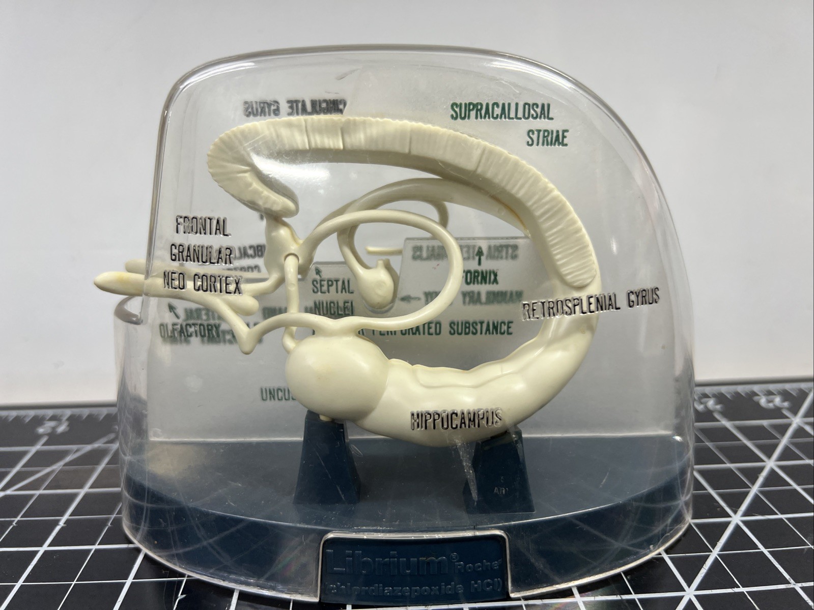 Vintage Librium Brain Anatomical Model Roche Laboratories Libritabs c1950s RARE