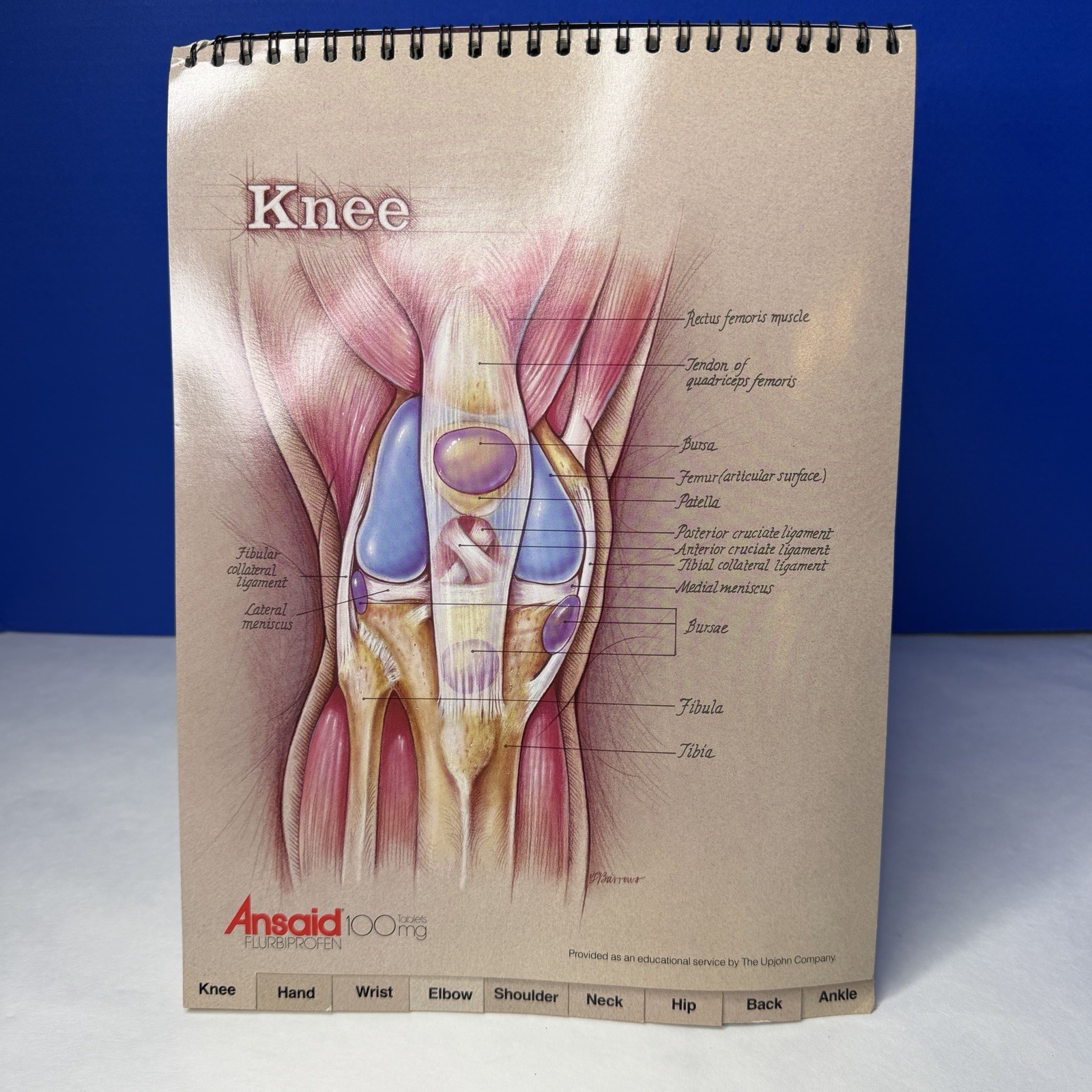 Ansaid Pain Medicine Anatomical Charts Drug Rep Ad Promo Pharma Marketing 1980s