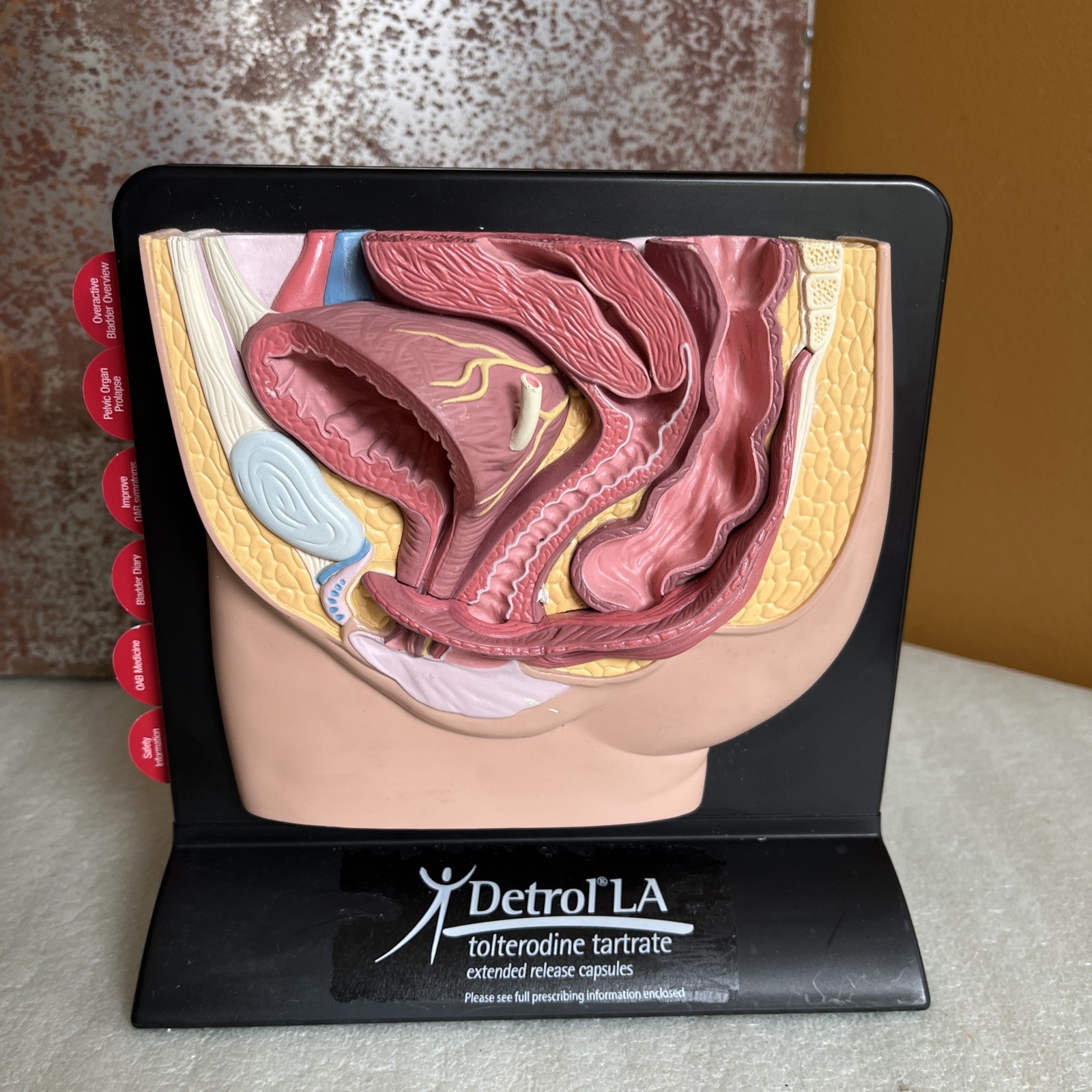 Vintage Viagra Detrol LA s Anatomy Model Pfizer Informational Pull Out Cards
