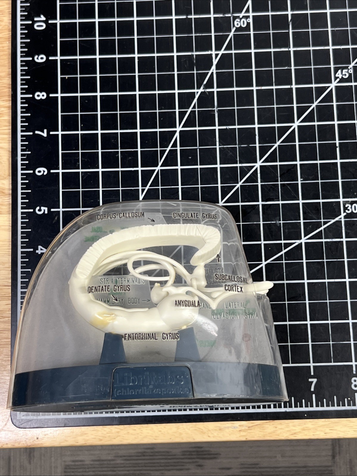 Vintage Librium Brain Anatomical Model Roche Laboratories Libritabs c1950s RARE