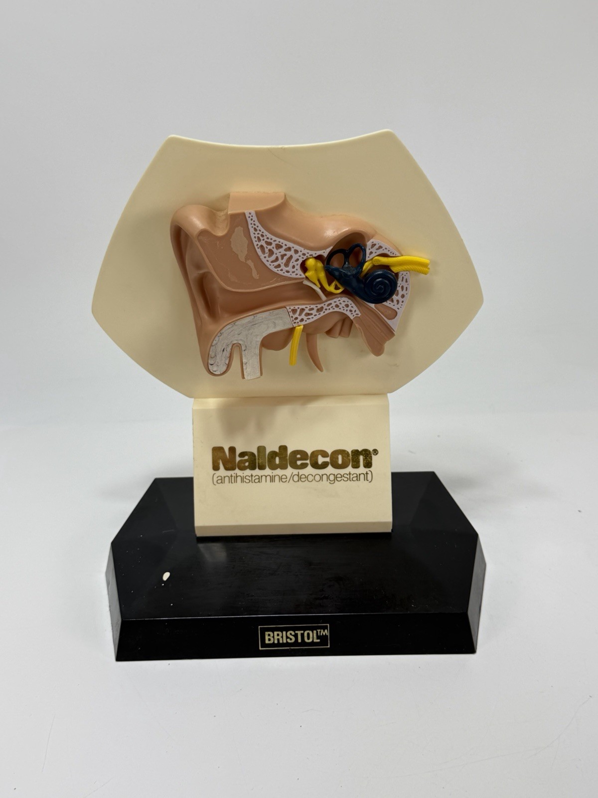 Vintage Naldecon Adult Ear Medical Model by Bristol Copyright 1978