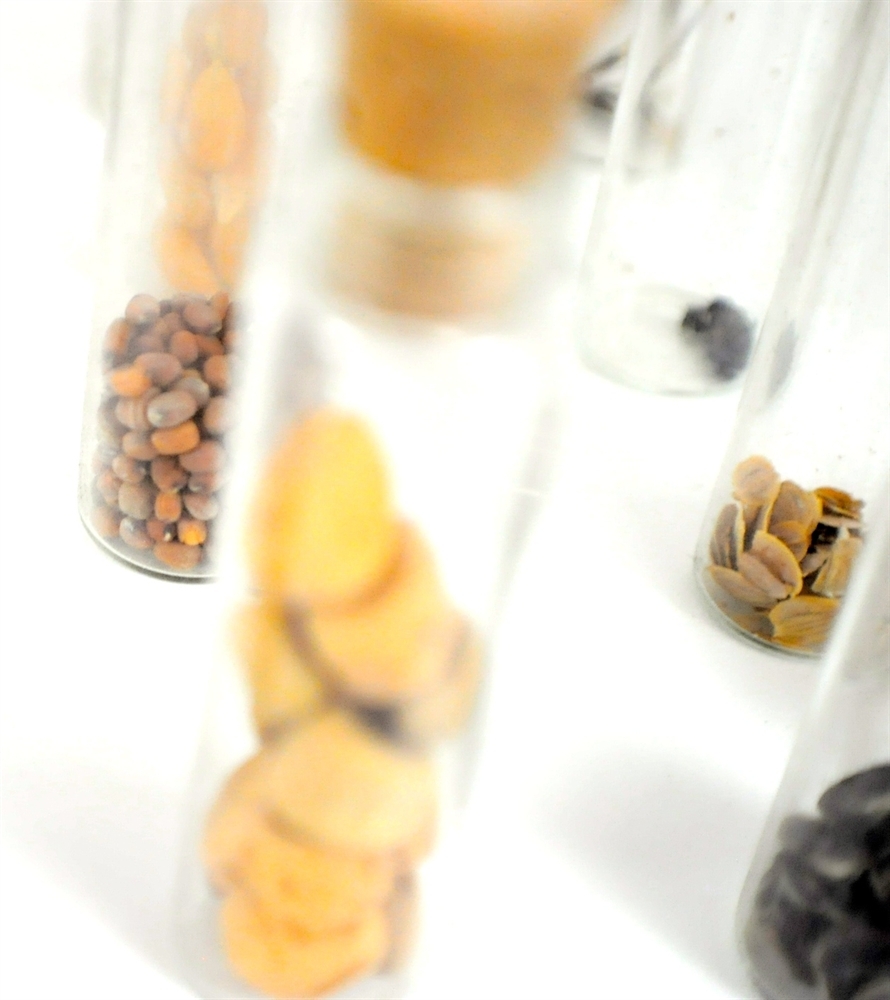 Lot of Vintage Glass Vials w/ Organic Seeds
