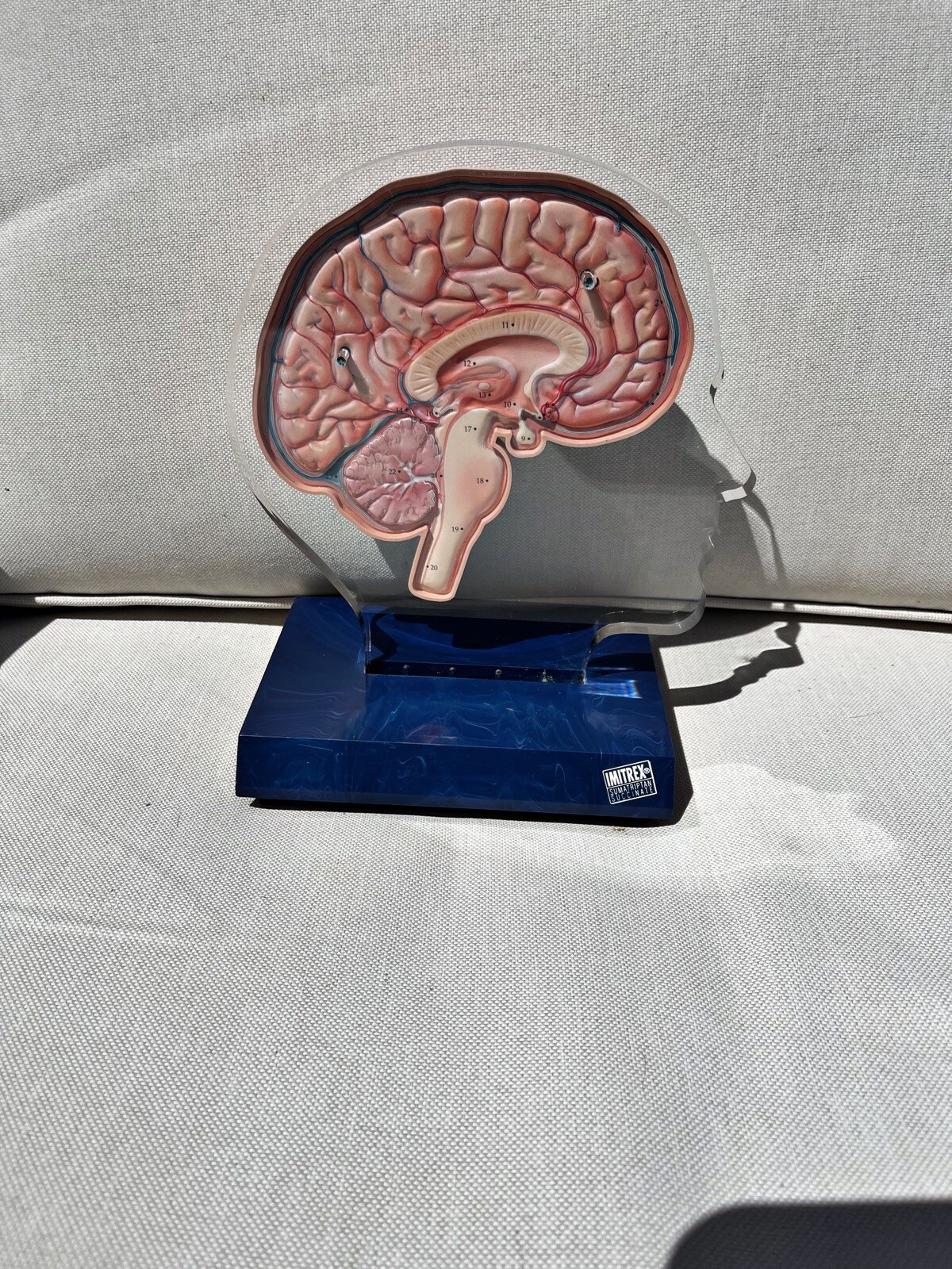 Imitrex 3D 9″ Neuroanatomy Model w Legend Brain Anatomy Medical Advertising
