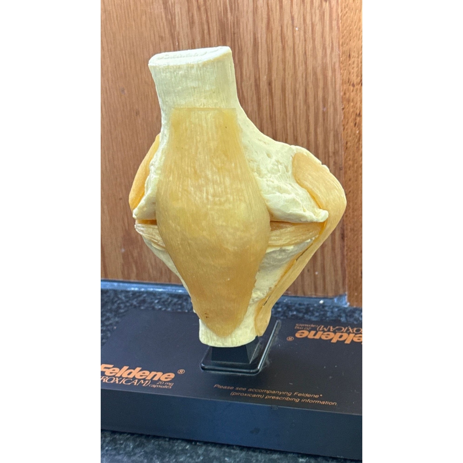 Vtg Feldene Piroxicam Knee Anatomical Pharmaceutical Model 1970’s Base 8″