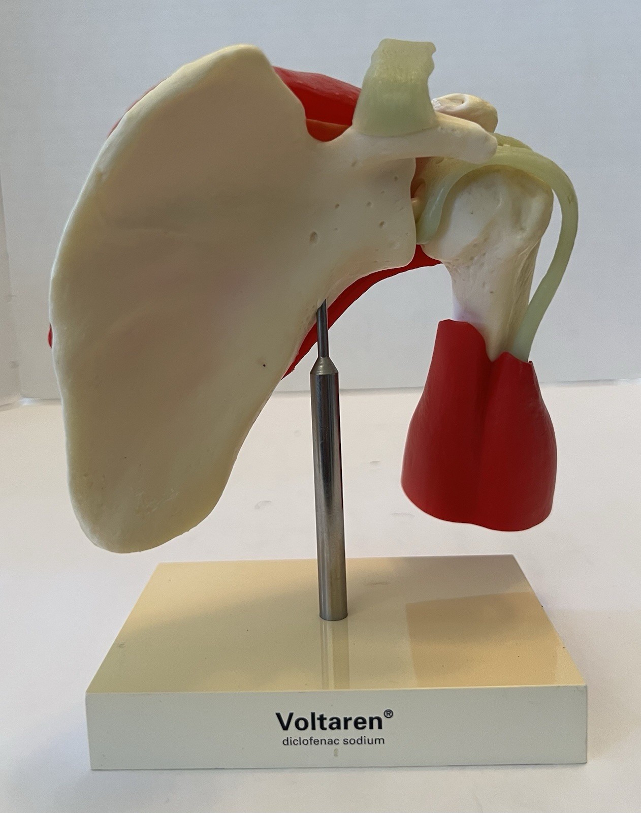 Vintage Voltaren Shoulder Model Pharma Promo Medical Anatomy Art