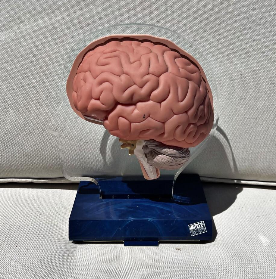 Imitrex 3D 9″ Neuroanatomy Model w Legend Brain Anatomy Medical Advertising