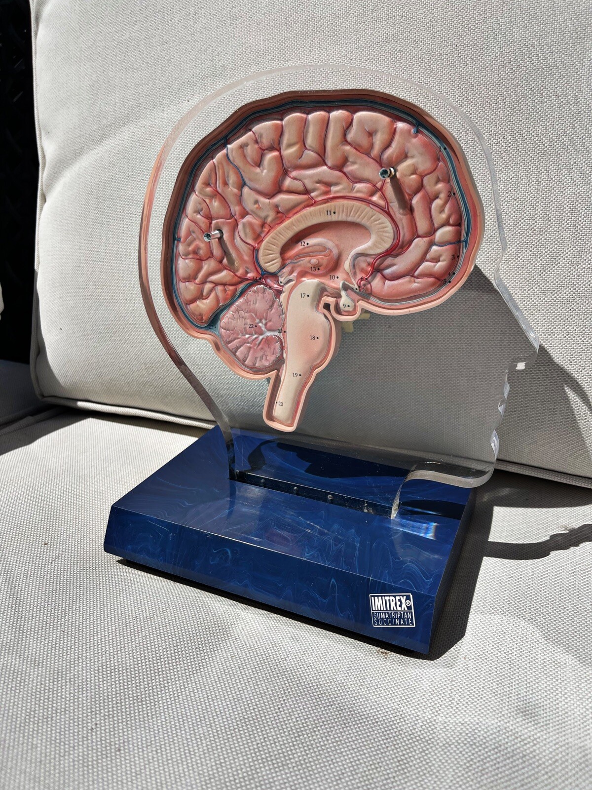 Imitrex 3D 9″ Neuroanatomy Model w Legend Brain Anatomy Medical Advertising