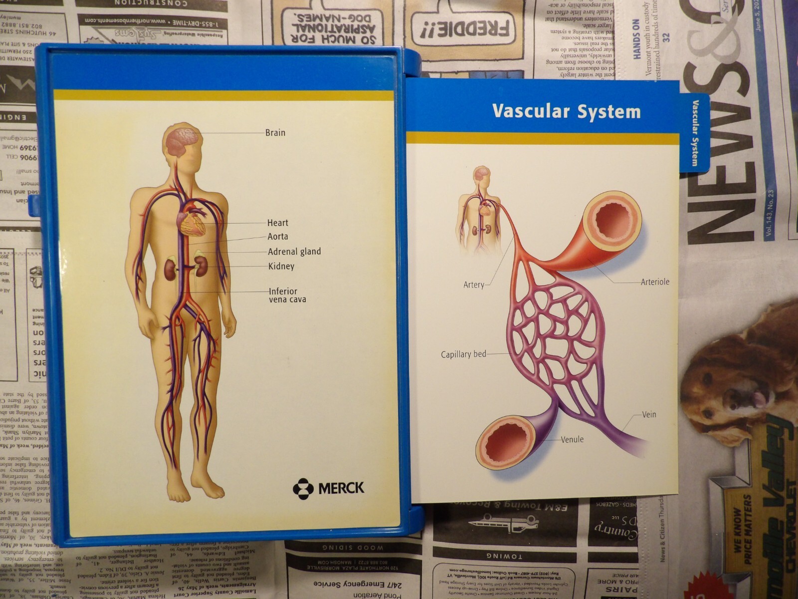 2004 Merck Cozaar Display