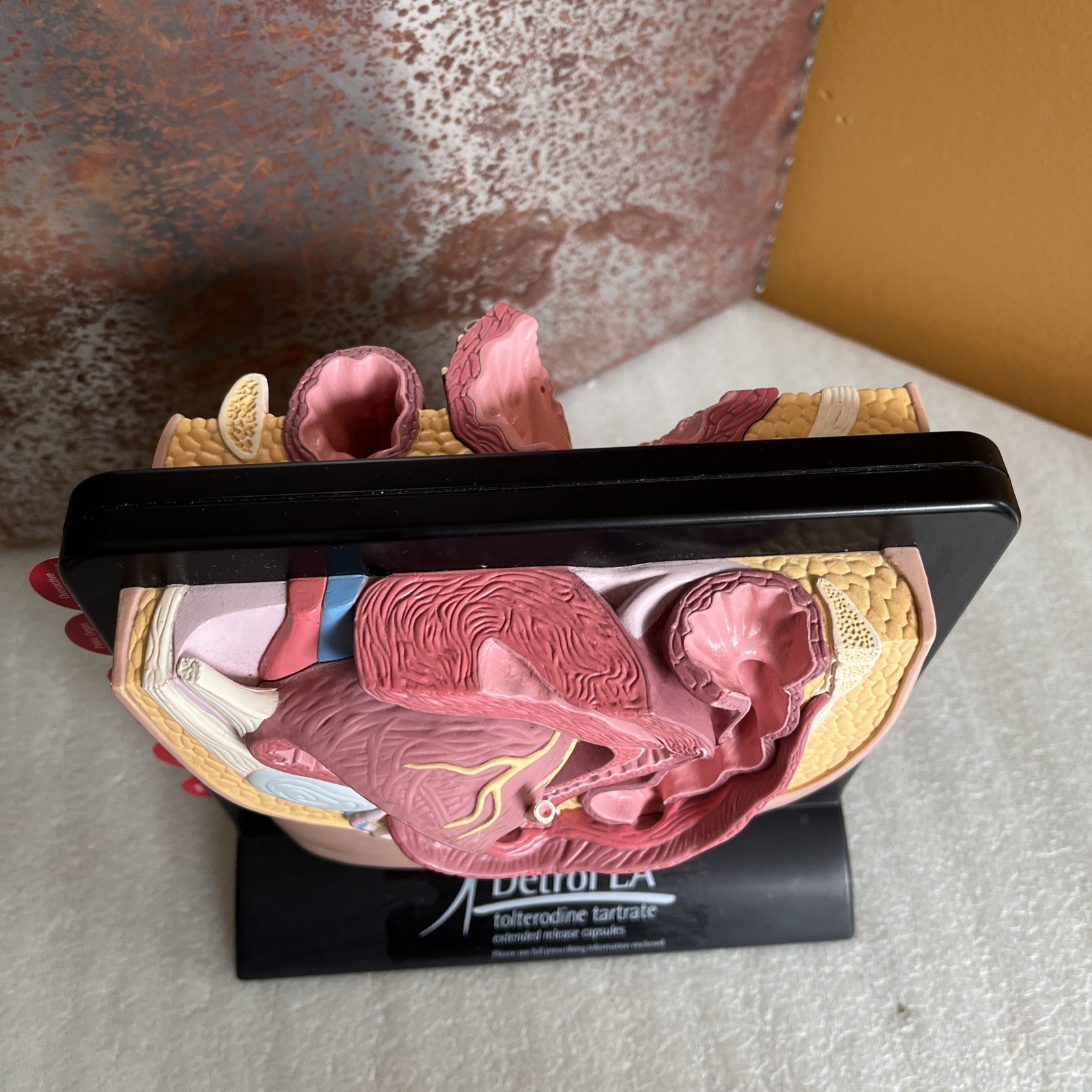 Vintage Viagra Detrol LA s Anatomy Model Pfizer Informational Pull Out Cards