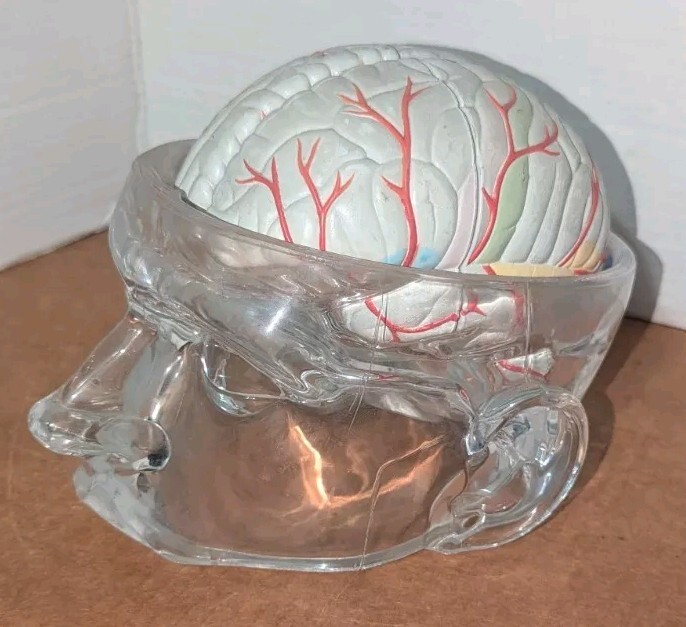Lucite Head Skull Brain Model Medical Pharmaceutical Science Display – SEROQUEL