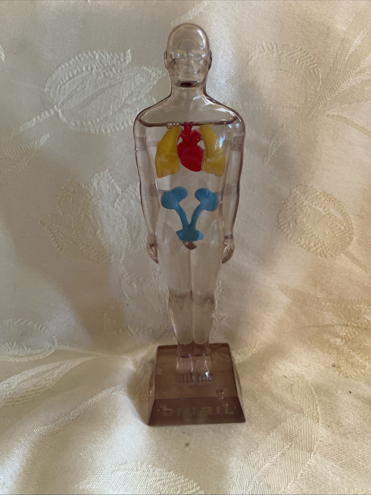 Vintage Diuril Hydro Male Medical Anatomy, 6.5″