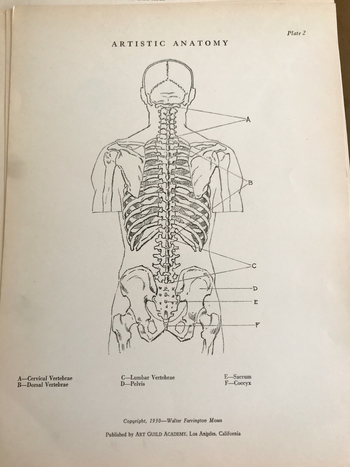 1930 Anatomical drawing Set Of 50 “Plates” From The Art Guild Academy Of LA
