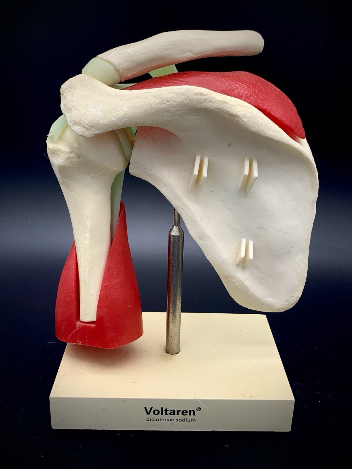 Vintage Voltaren Shoulder Joint Model Anatomical Rotator Cuff Musculature Promo