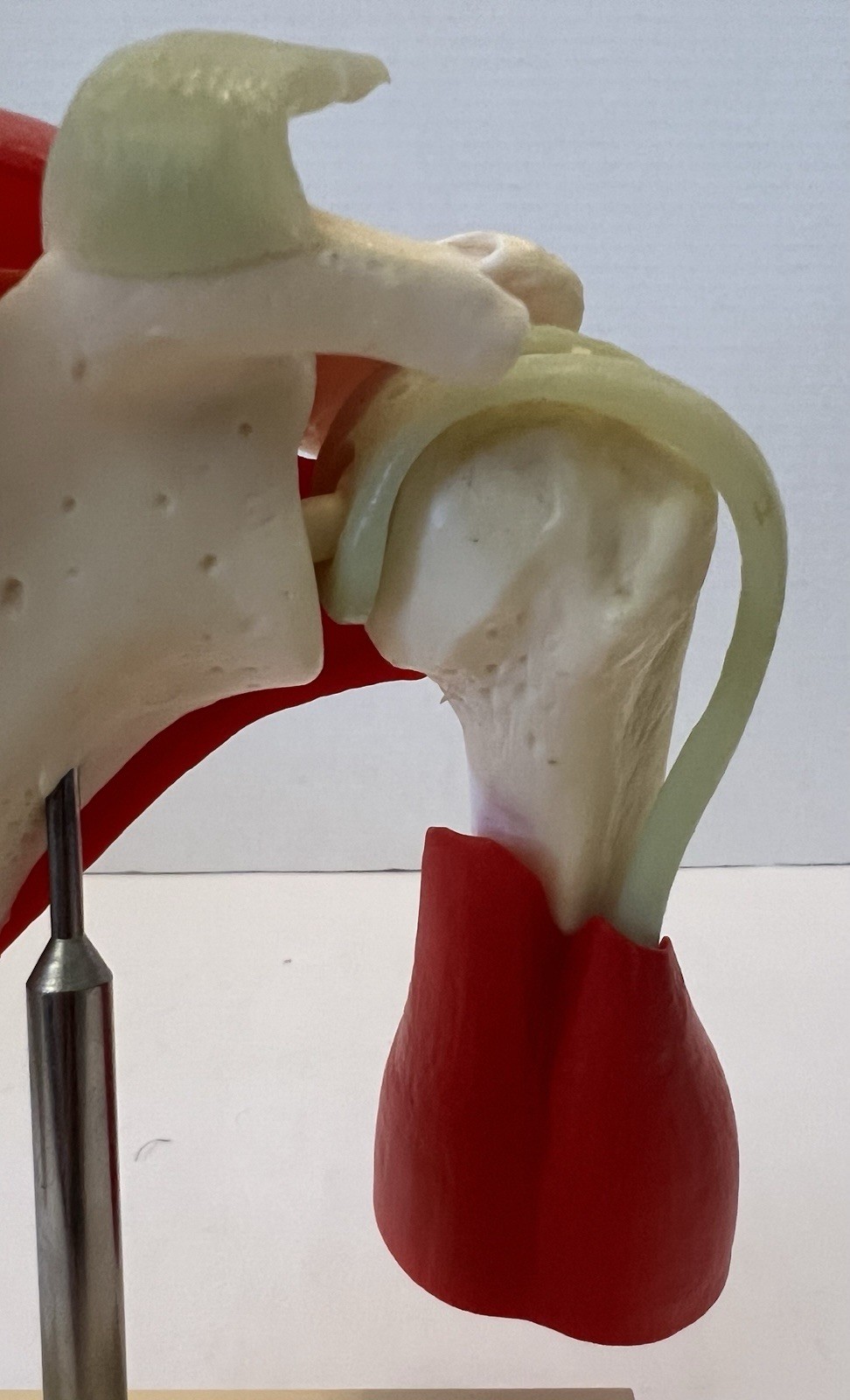 Vintage Voltaren Shoulder Model Pharma Promo Medical Anatomy Art