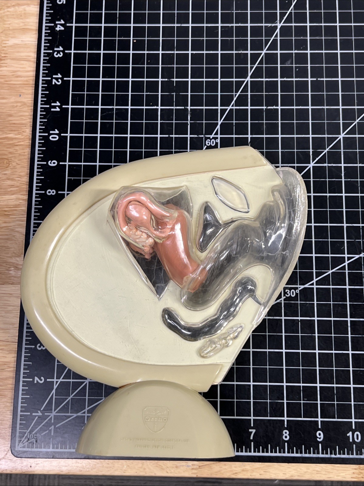 VTG 1950s Female Vaginal Medical Anatomy Model Ortho Pharmaceutical Raritan N.J.