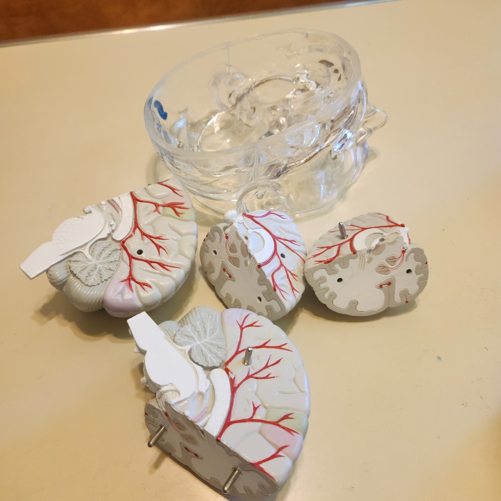Seroquel Head Skull Brain Model Medical Pharmaceutical Science Display Clear