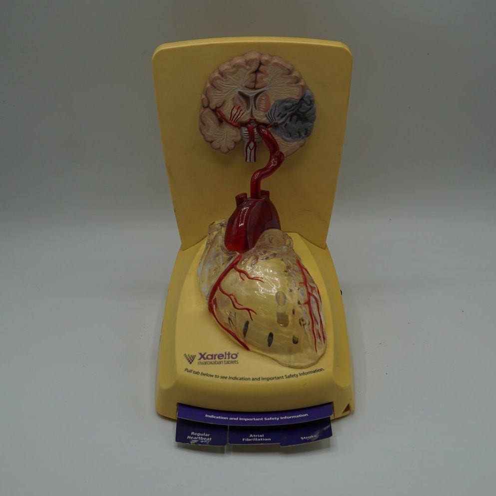 Xarelto Pharmaceutical Advertising 3D Human Heart / Brain Display Model