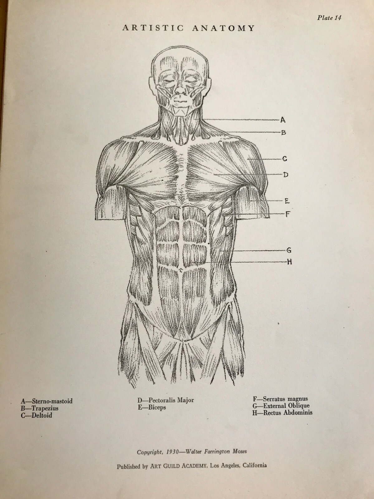 1930 Anatomical drawing Set Of 50 “Plates” From The Art Guild Academy Of LA