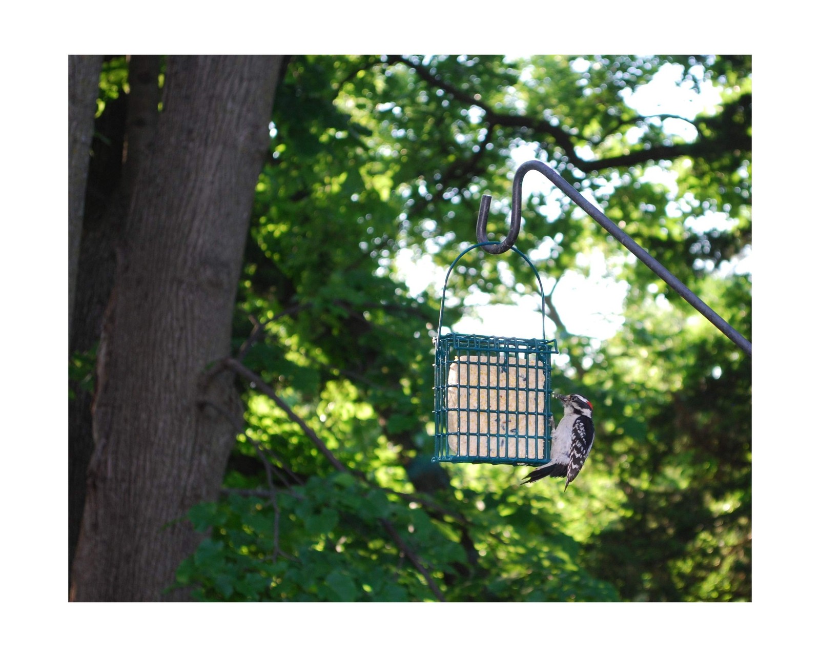 ST. ALBANS BAY SUET PLUS Suet Cake Variety Packs | 11 oz. Wild Bird Suet Cake…