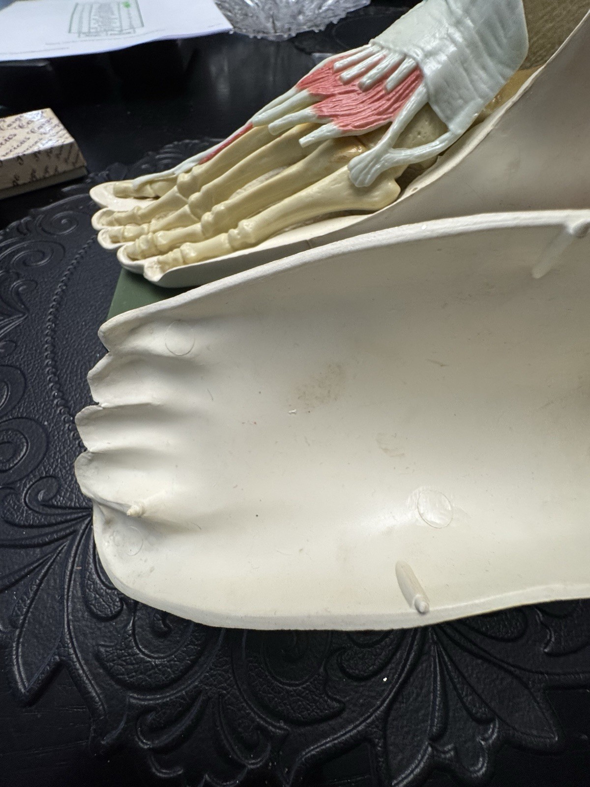 Vintage Merck Benemid/Indocin Advertising Display Foot Anatomical Store Model