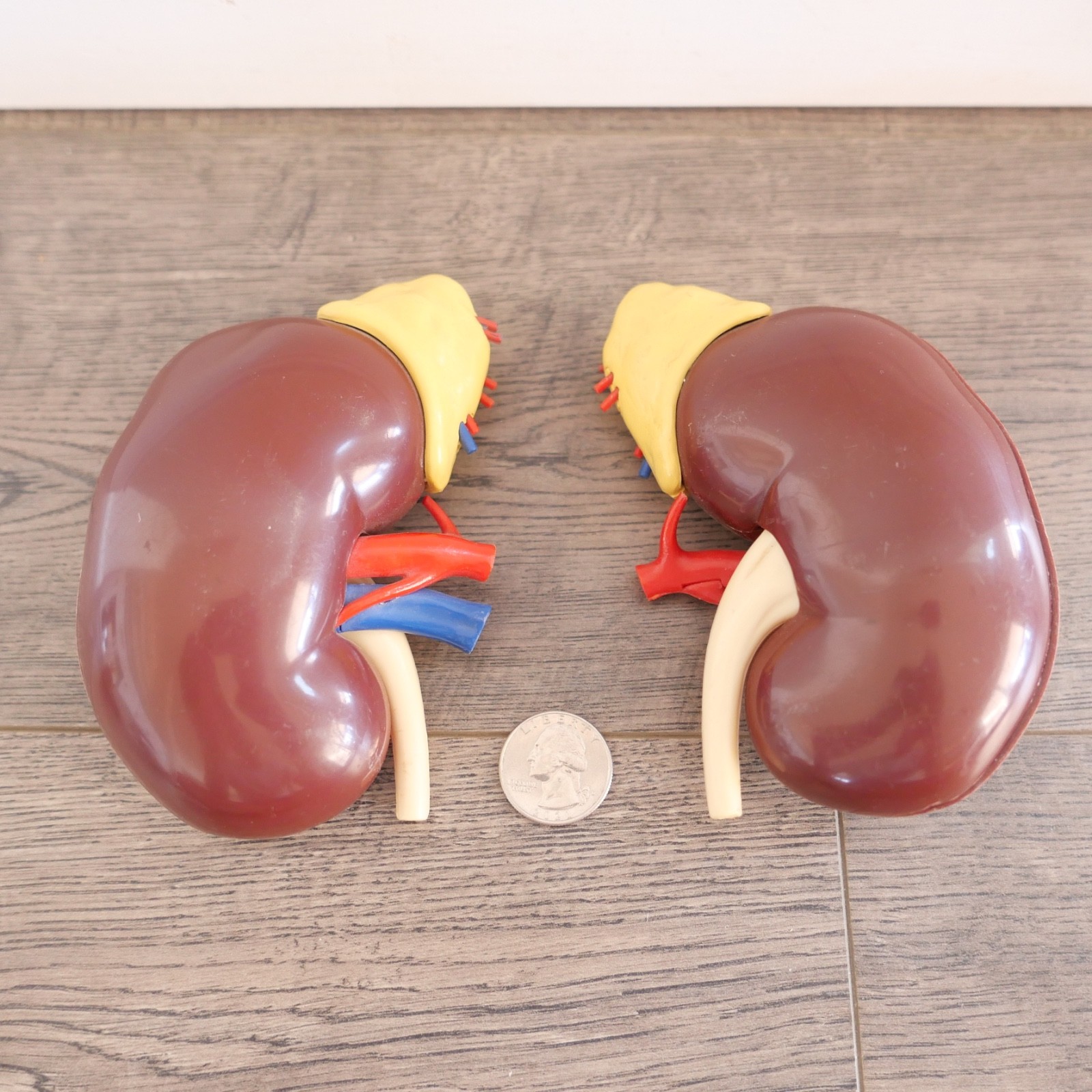 Vintage 1961 Merck & Co Pharmaceuticals Plastic Model Human Kidney Organ 5″ set