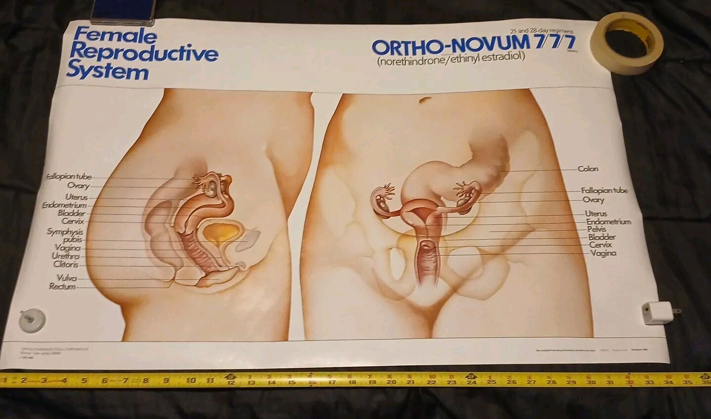 Vinatge 1986 Female Reproductive System ORTHO-NOVUM 777 20×34 Poster ORTHO…