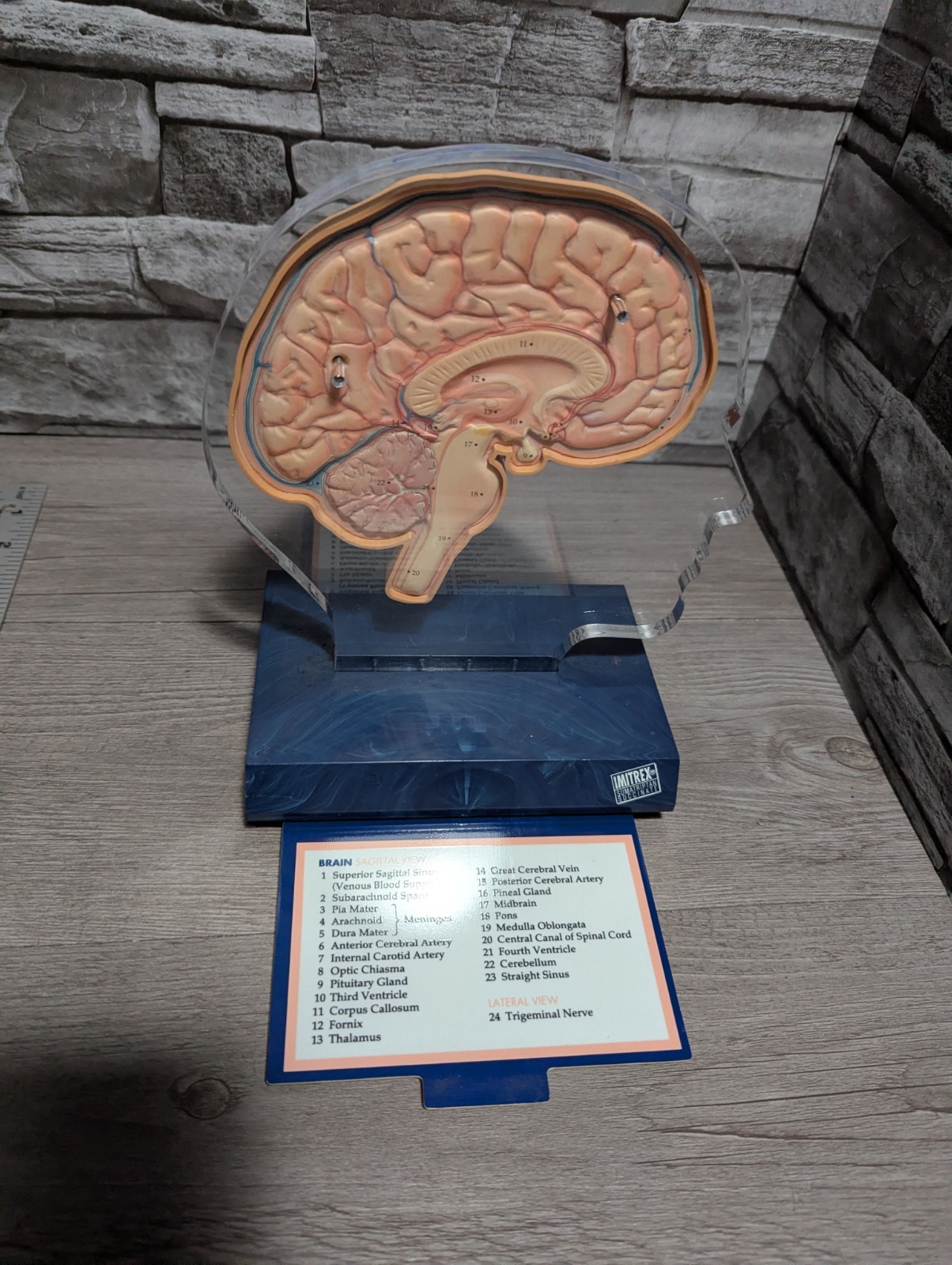 Imitrex 3D 9″ Neuroanatomy Model w Legend Brain Anatomy Medical Science Decor