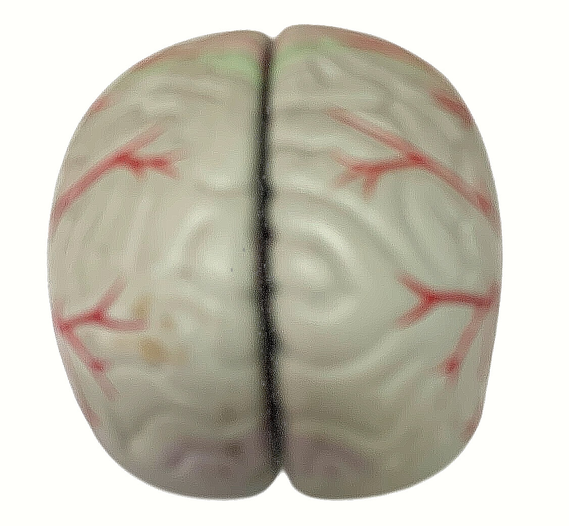 Vintage Seroquel Head Brain Anatomy Pharma Design Sales Display Removable Brain